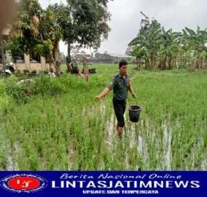 Tingkatkan Ketahanan Pangan, Babinsa Karangasem Terjun ke Sawah Bantu Pemupukan
