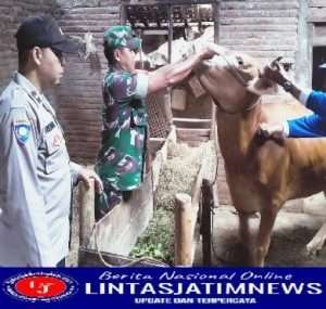 Cegah PMK, Babinsa Dampingi Vaksinasi Hewan Ternak Warga Binaan