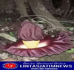 Wow!!  Bunga Langka Tumbuh Di Halaman Villa Pakis Residence