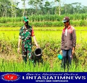 Jaga Kesuburan Padi, Babinsa Bantu Petani Tebarkan Pupuk