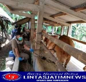 Babinsa Salamrejo Dampingi Giat Vaksin PMK