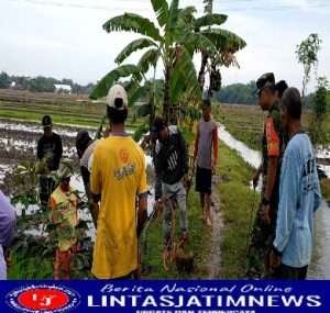 Basmi Hama Tikus,Babinsa Koramil Karangjati Bersama Petani laksanakan Gropyokan