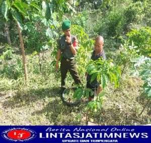 Sertu Harnawan Komsos Sambil Cek Tanaman Kayu Manis