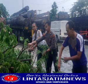 Polisi Bantu Evakuasi Pohon Tumbang di Jalan Raya Nasional Duduksampeyan