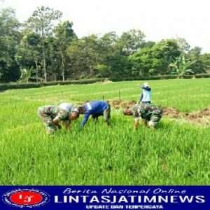 Babinsa Koramil Sine Dampingi Petani Lakukan Penyiangan Rumput Pada Tanaman Padi