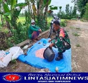 Sukseskan Ketahanan Pangan, Babinsa Guli Bantu Tebar Pupuk Petani