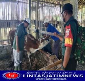 Babinsa Karangwuni Bantu UPT Puskeswan Tekan Penyebaran PMK Hewan Ternak