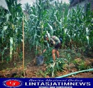Sukseskan Ketahanan Pangan, Anggota Koramil Sentolo Laksanakan Perawatan Tanaman Jagung
