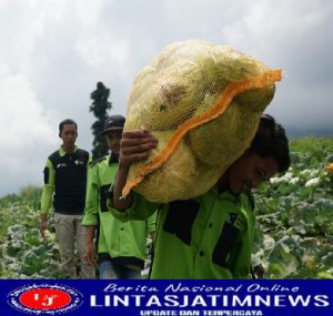 Sayur Segar Penuhi Kebutuhan Pangan Bergizi Penyintas Gempa Cianjur