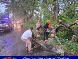 Tanggap Cepat, Babinsa Koramil 0805/06 Kwadungan Bantu Evakuasi Pohon Tumbang Menutup Jalan