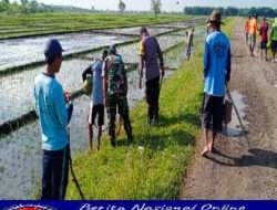 Basmi Hama Tikus,Serka Nursahid Bersama Petani Laksanakan Gropyokan Tikus