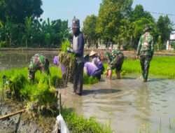 Tingkatkan Hasil pertanian, Anggota Koramil Widodaren Tanam Padi Inpari 32