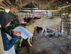 Terus Berupaya Cegak PMK, Anggota Posrsmil Kasreman Dampingi Pelaksanaan Vaksinasi Hewan Ternak