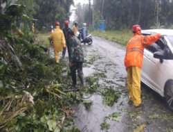 Bersama Warga, Babinsa Efakuasi Pohon Tumbang