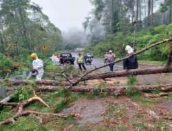 Polres Magetan Bersama TNI dan BPBD Evakuasi Pohon Tumbang, Akses Jalan Sarangan – Cemorosewu Terbuka