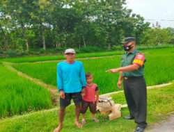 Manfaatkan Waktu Istirahat, Babinsa Komsos Dengan Petani