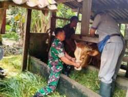 Giat Vaksinasi Boster Pada Hewan Ternak