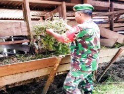 Sertu Kenedi Purba Melaksanakan Kegiatan Produktif di bidang Peternakan Kambing