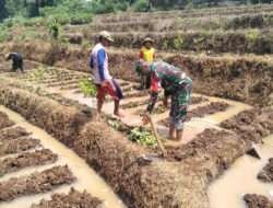 Jaga Ketahanan Pangan,Babinsa Koramil Kendal Bantu Tanam Ubi