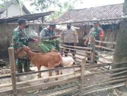 Bersama Instansi Terkait, Babinsa Posramil Kasreman Laksanakan Vaksinasi Hewan Ternak