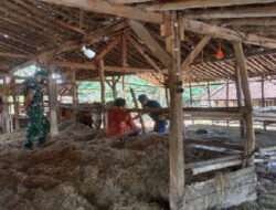 Babinsa Gembol berperan aktif dalam penanganan PMK pada hewan ternak di Wilayahnya