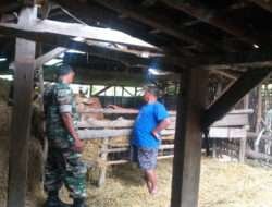 Babinsa Posrsmil Pitu Aktif Cegah Penyebaran PMK Di Desa Binaan