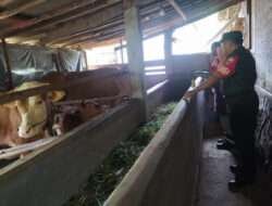 Dinas Kesehatan Hewan Laksanakan Pengawasan dan Pengecekan Hewan Ternak