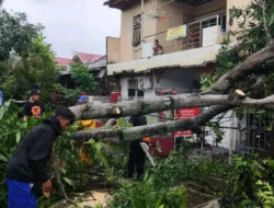 Gerak Cepat Babinsa Membantu Warga yang Tertimpa Pohon Tumbang