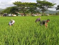 Tingkatkan Kesejahteraan Masyarakat, Kodim 0801/Pacitan Beri Pendampingan Pertanian Bagi Petani