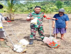 Babinsa Koramil 03 sipora Serda P.Situngkir Laksanakan pendampingan kepada Kelompok Tani Menanam bibit Jagung