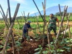 Anggota Babinsa Koramil Jogorogo Bantu Petani Budidaya Sayuran Timun