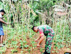 Babinsa Koramil 03 Sipora Utara Serda Joni Delvi Kodim 0319/Mentawai Laksanakan Kegiatan Inovatif Dibidang Pertanian