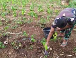 Anggota Koramil Sentolo Rawat Tanaman Cabe Rawit