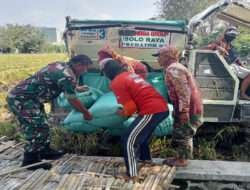 Tingkatkan Ketahanan Pangan di Wilayah, Babinsa Kelurahan Karangasem Dampingi Petani Panen Padi