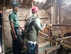 Cegah Lumpy Skin Disease, Babinsa Dampingi Pemberian Vaksin Pada Ternak Sapi