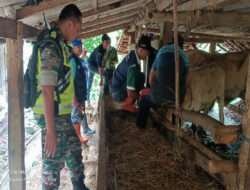 Cegah Penyakit Mulut Dan Kuku, Babinsa Koramil 0801/10 Punung Berikan Pendampingan Vaksinasi