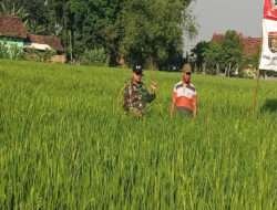 Babinsa Koramil Geneng Lakukan Pendampingan Kelompok Tani Di Wilayah Binaannya