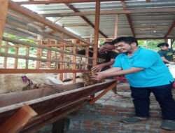 Project Ternak Domba Koperasi Produsen Serambi Indonesia Madani, dengan pola fermentasi pakan probiotik