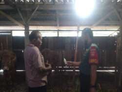 Babinsa Monitoring PMK Terhadap Ternak Sapi Warga