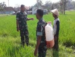Koramil Sambi Bantu petani Binaan Kendalikan Hama Tanaman Padi