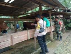 Dampingi Vaksinasi Ternak, Babinsa Koramil 0801/12 Pringkuku Jaga Ketersediaan Daging Dalam Negri