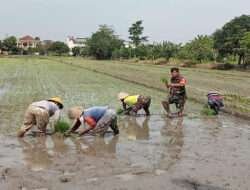 Tanpa Ragu, Babinsa Kelurahan Karangasem Terjun ke Sawah Bantu Petani Tanam Padi