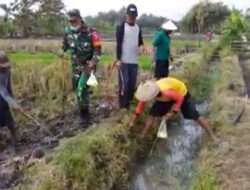Bersama Kelompok Tani, Babinsa Koramil Paron Lakukan Gropyokan Hama Tikus