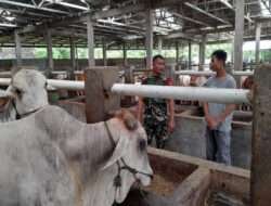 Babinsa Koramil Sambi Laksanakan Komsos Dengan Peternak Binaan