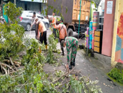 Antisipasi Pohon Tumbang, Babinsa Kelurahan Nusukan Bersama DLH Laksanakan Pemangkasan Pohon