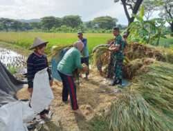 Beri Semangat Untuk Terus Berinovasi, Kodim 0801/Pacitan Dampingi Petani Panen Padi