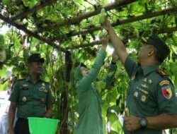 Kunjungi Koramil, Dandim 0820/ Probolinggo Panen Labu Siam