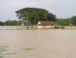 Air Bengawan Solo Meluap, Petani Semangka Gagal Panen