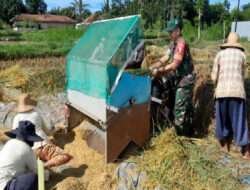 Dukung Ketahanan Pangan Babinsa Kosramil 0826-09 Pakong Pendampingan Petani Padi