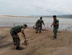 Lindungi Garis Pantai Dari Abrasi, Kodim 0801/Pacitan Lakukan Perawatan Pohon Mangrove